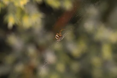 Spider sits on the web, macro Stock Photos