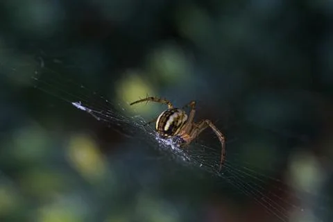 Spider sits on the web, macro Stock Photos