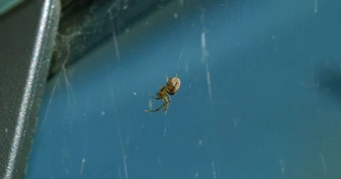 Spider sits in web before moving off screen Stock Footage 113153957