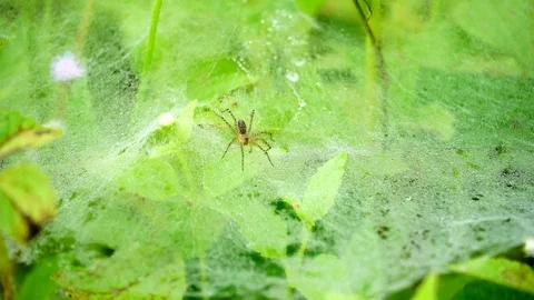 The spider sits on the web nature background Video stock 114968141