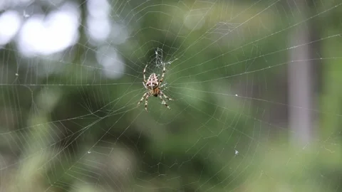 Spider sits on web nature Stock Footage 287932204