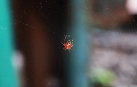Spider sits on the web Stock Photos