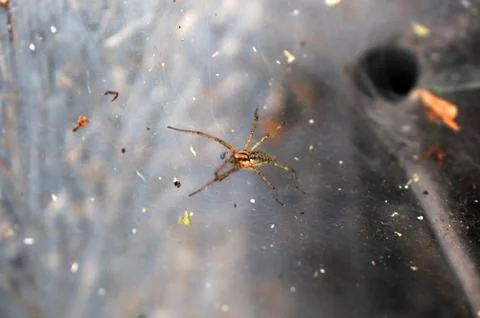 Spider sits on the web Stock Photos