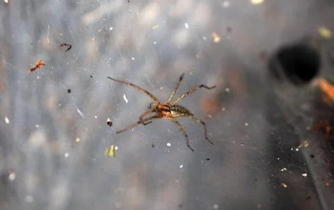 Spider sits on the web Stock Photos