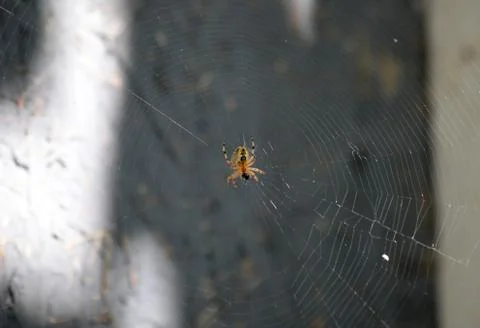 Spider sits on the web Foto stock