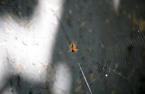 Spider sits on the web Stock Photos