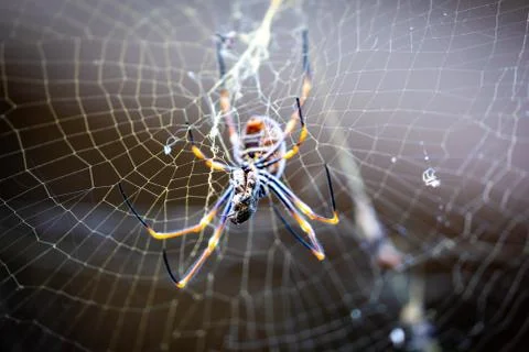 A Spider Sits on a Web Stock Photos