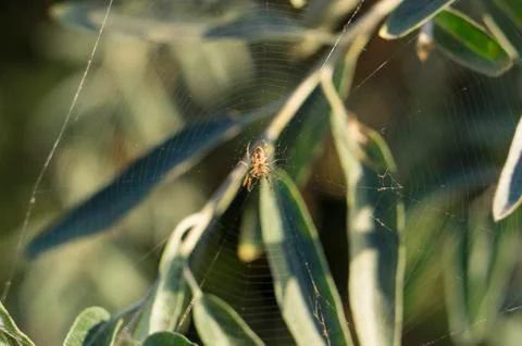 Spider sits on a web Stock Photos