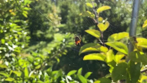 A spider sits on a web on a sunny day Stock Footage 140926405