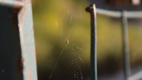 Spider sits on web while bouncing in the wind with Provo River in background 스톡 동영상 93484951