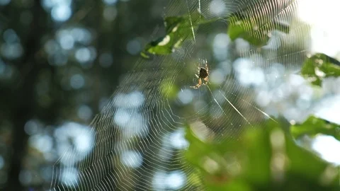 Spider sitting at the center of his web under the sunlight. Green background Stock Footage 97549645