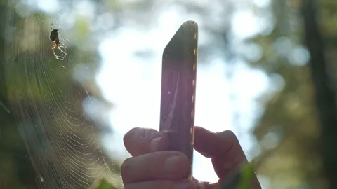 Spider sitting at the center of his web under the sunlight. Forest background. Stock Footage 97549715