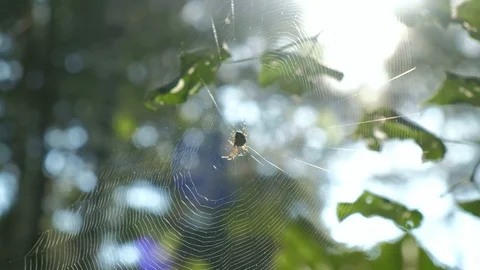 Spider sitting at the center of spiderweb under the sunlight. Forest background. 库存影片 97549648