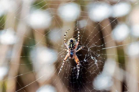 A spider is sitting in the center of a web Stock Photos