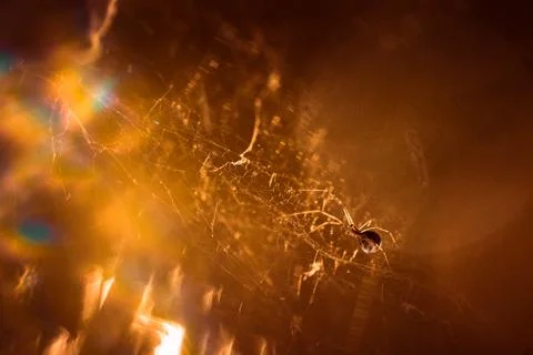 Spider is sitting on a cobweb close-up Stock Photos