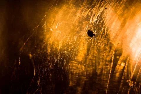 Spider is sitting on a cobweb close-up Stock Photos