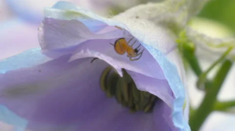 The spider, sitting in a flower, eats a midge Stock Footage 52313536