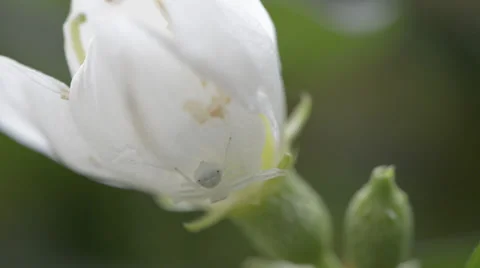 Spider sitting on flower 库存影片 30393872