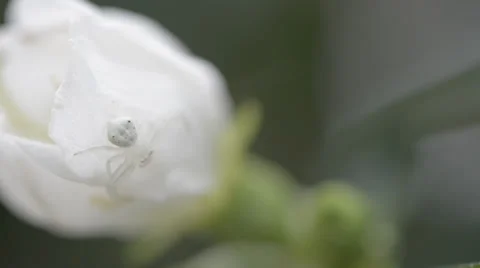 Spider sitting on flower 库存影片 30393884