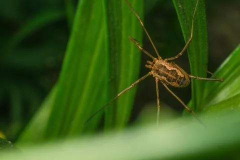 Spider sitting on the grass leaf extreme close up Stock Photos