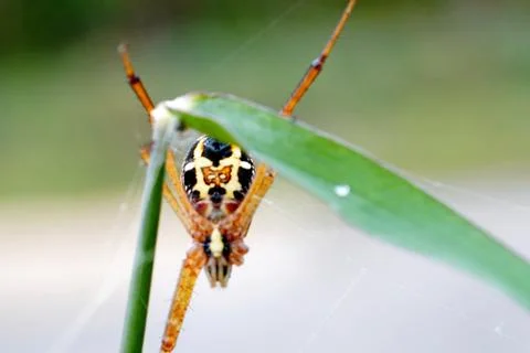 A spider is sitting on a green leaf Stock Photos