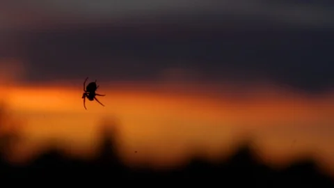 Spider sitting on his web in the evening. Spiders silhouette with a golden sky Stock Footage