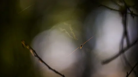 Spider sitting on his web. Stock Footage 58696903