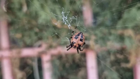 Spider sitting on its web against a backdrop of blurred vegetation Stock-Footage 342984885