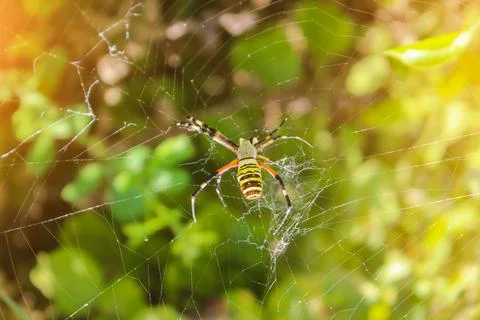 Spider sitting on its web. Close up macro shot Stock Photos