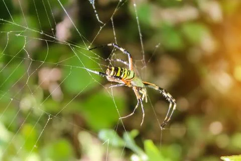 Spider sitting on its web. close up macro shot Stock Photos