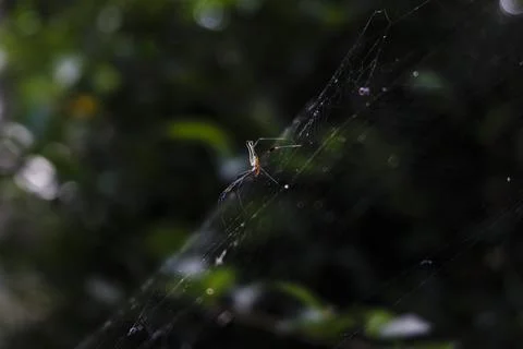 A spider is sitting on its web in the dark Stock Photos
