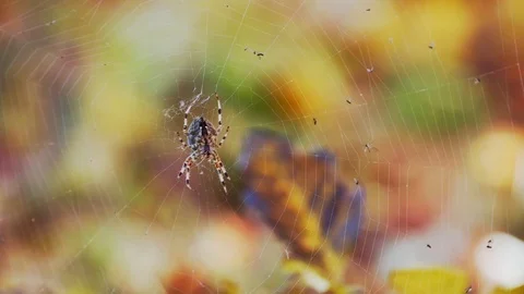 A spider sitting in its web in the fall Stock Footage 88488752