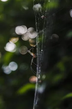 A spider is sitting on its web in the forest Stock Photos