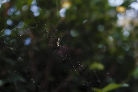 A spider is sitting on its web in front of some bushes Stock Photos