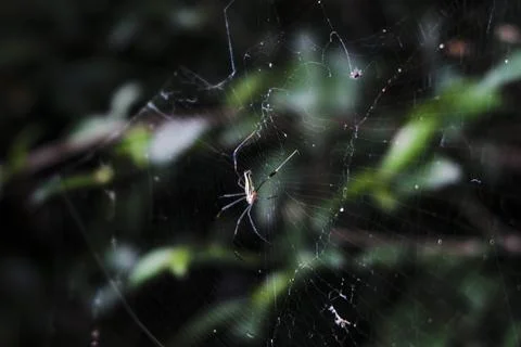 A spider is sitting on its web in the middle of the forest Stock Photos