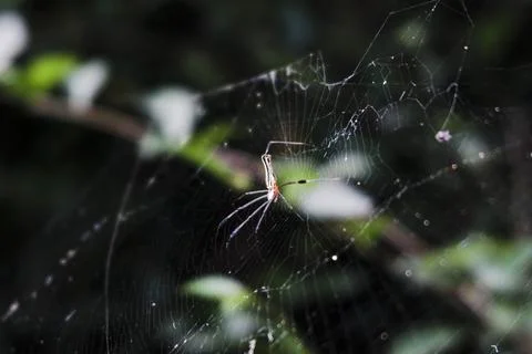 A spider is sitting on its web in the middle of the day Stock Photos