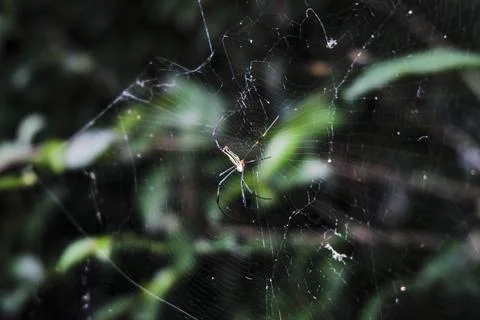 A spider is sitting on its web in the middle of the forest Stock Photos