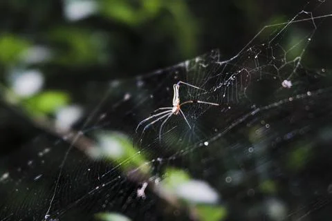A spider is sitting on its web in the middle of the day Stock Photos
