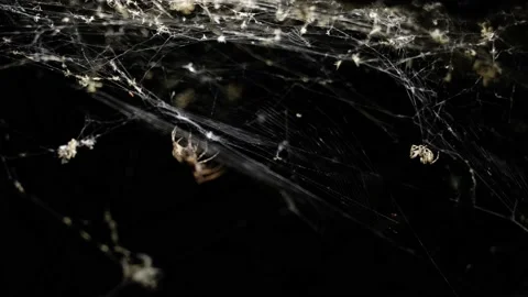 Spider sitting its web at night, then suddenly catching and eating a little bug Stock Footage 213276512