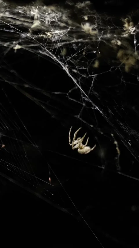 Spider sitting its web at night, then suddenly catching and eating a little bug Stock Footage 236761934