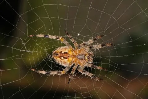 Spider sitting in its web. Stock Photos
