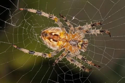 Spider sitting in its web. Stock Photos