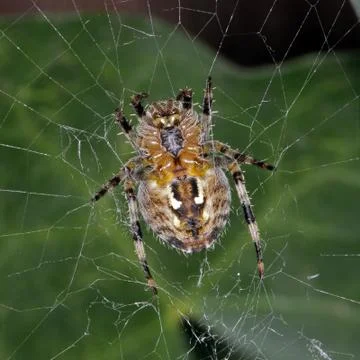 Spider sitting in its web. Stock Photos
