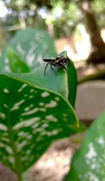 A Spider sitting on a leaf Stock Photos