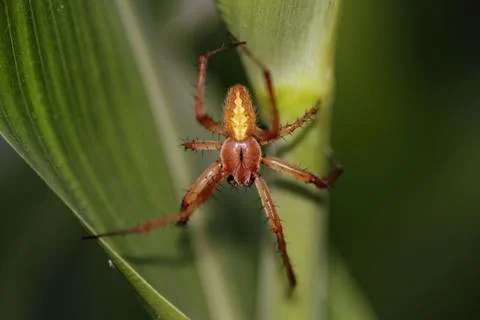 A Spider Sitting On A Leaf 스톡 사진