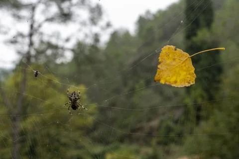 A spider is sitting on a leaf Stock Photos