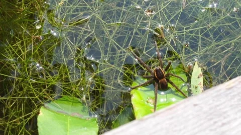 A Spider Sitting On A leaf In The Water Video stock 156812145