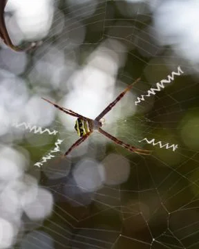 Spider sitting in net Lao Stock Photos