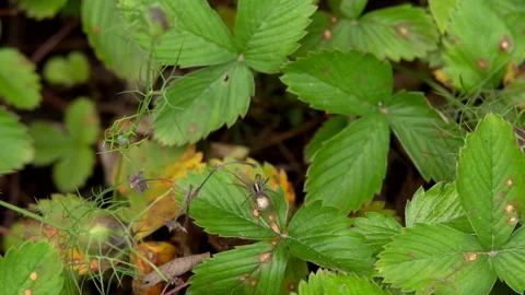 Spider sitting on a sheet Stock Footage 97959614