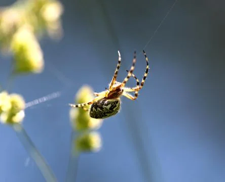 The spider is sitting on a spider web Stock Photos